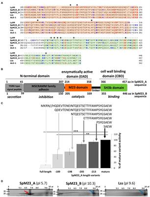 Two New M23 Peptidoglycan Hydrolases With Distinct Net Charge